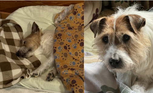 Der%20Hund%20Netto%20war%20fast%20blind%20und%20taub Der%20Hund%20Netto%20war%20fast%20blind%20und%20taub