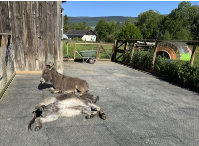 Esel%20Romeo%20und%20Fran%20geniessen%20die%20Sonne Esel%20Romeo%20und%20Fran%20geniessen%20die%20Sonne