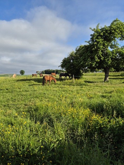 Ferguson%20auf%20der%20Weide Ferguson%20auf%20der%20Weide
