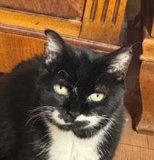 Katze%20leukosepositiv Katze%20leukosepositiv