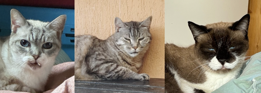 Katzen%20aus%20dem%20Tierschutz