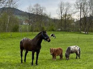 Pferd%20Alvaro%20auf%20der%20Weide