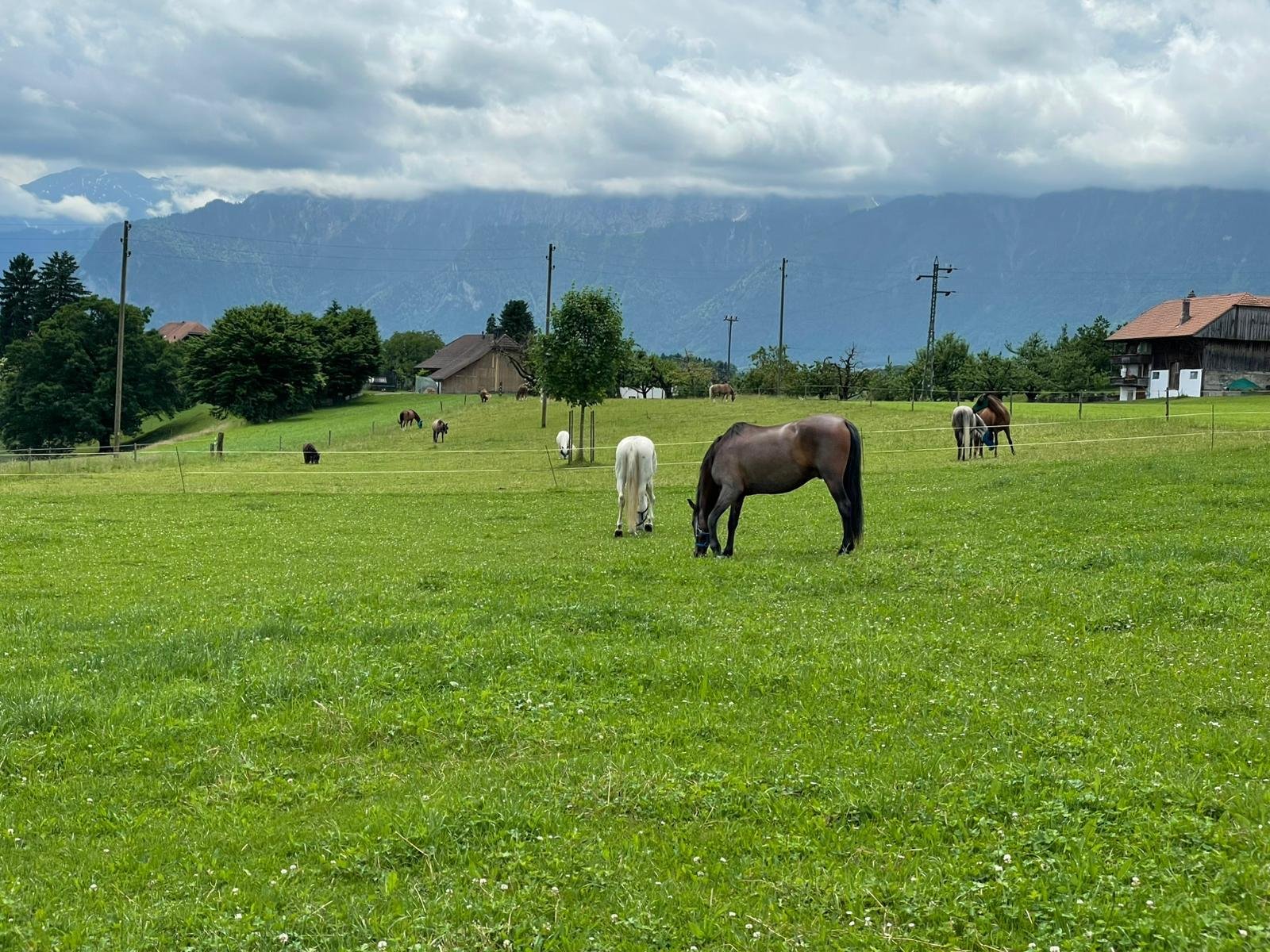 Zeki%20auf%20der%20Weide Zeki%20auf%20der%20Weide