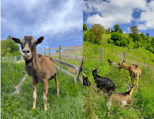 Ziegenbock%20Robin%20Hood Ziegenbock%20Robin%20Hood